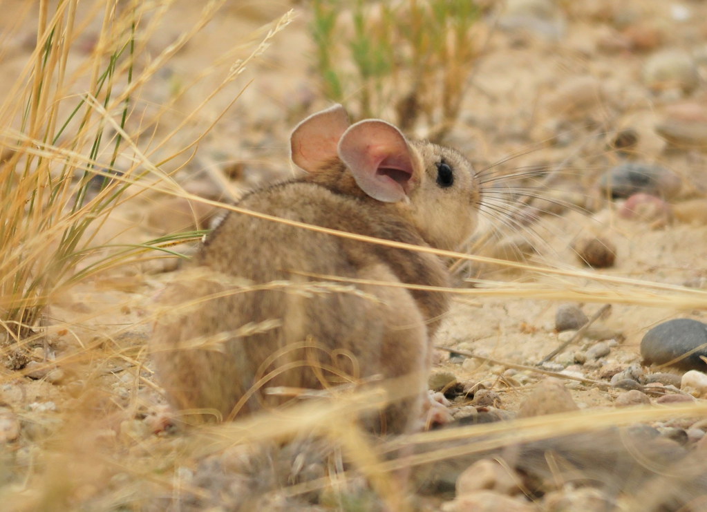 Bushy-tailed Woodrat reference