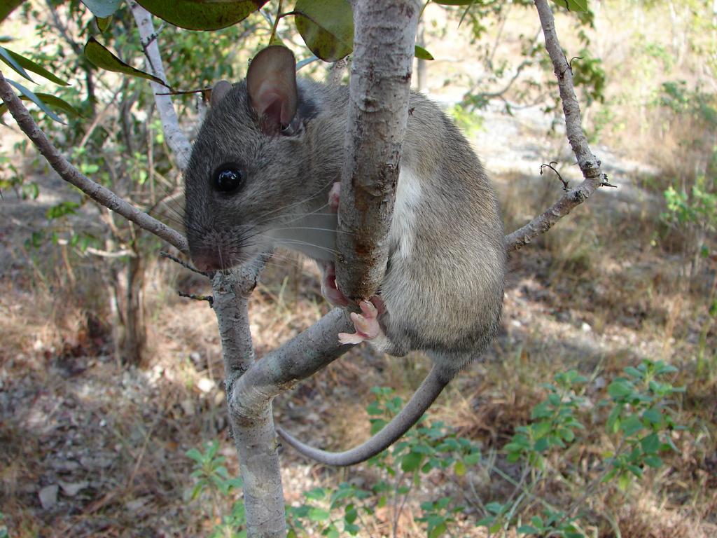 Eastern Woodrat reference