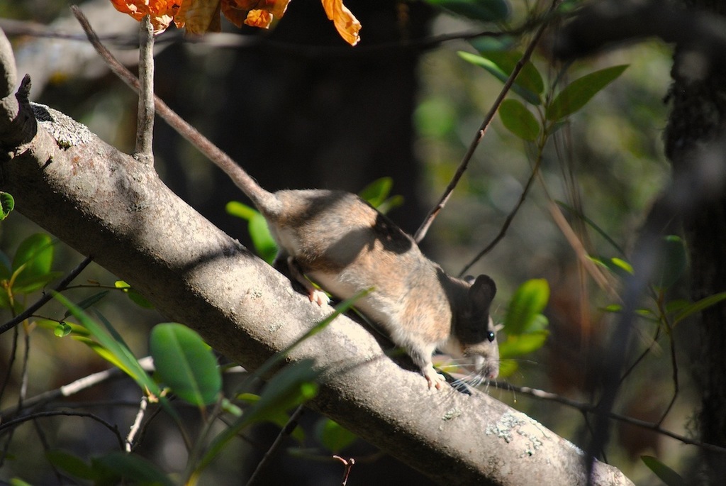 Dusky-footed Woodrat reference