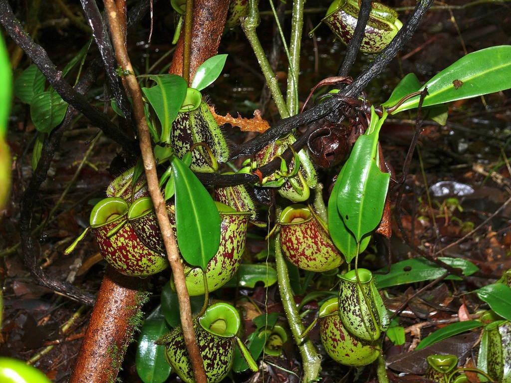 Flask-shaped Pitcher Plant reference