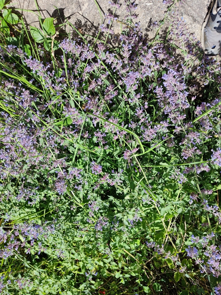Nepeta faassenii reference