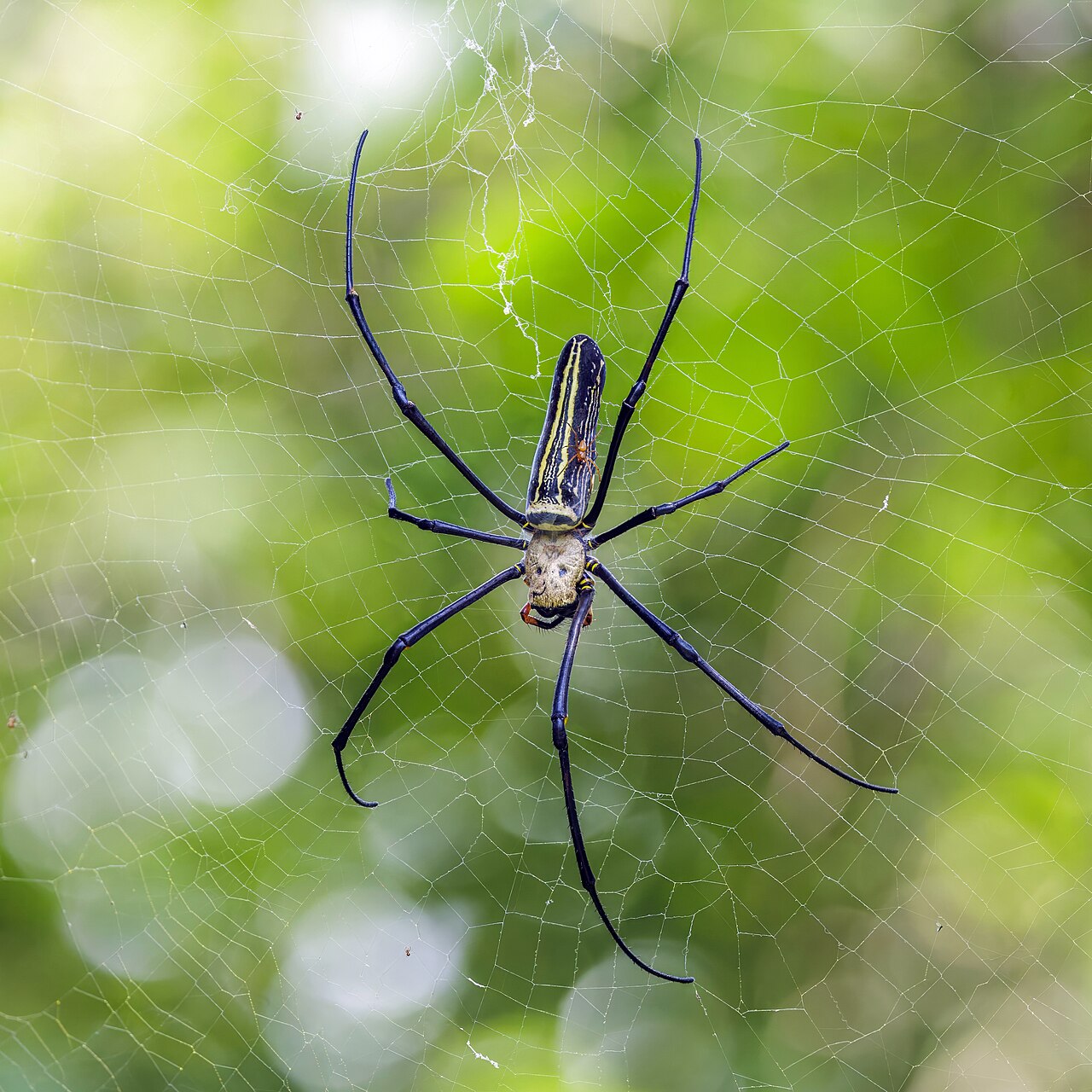Giant Golden Orbweaver reference