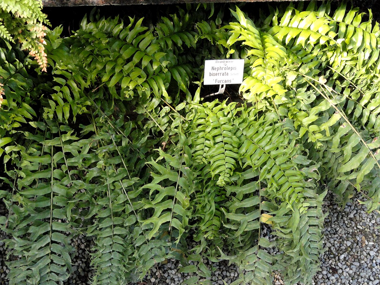 Giant Sword Fern reference