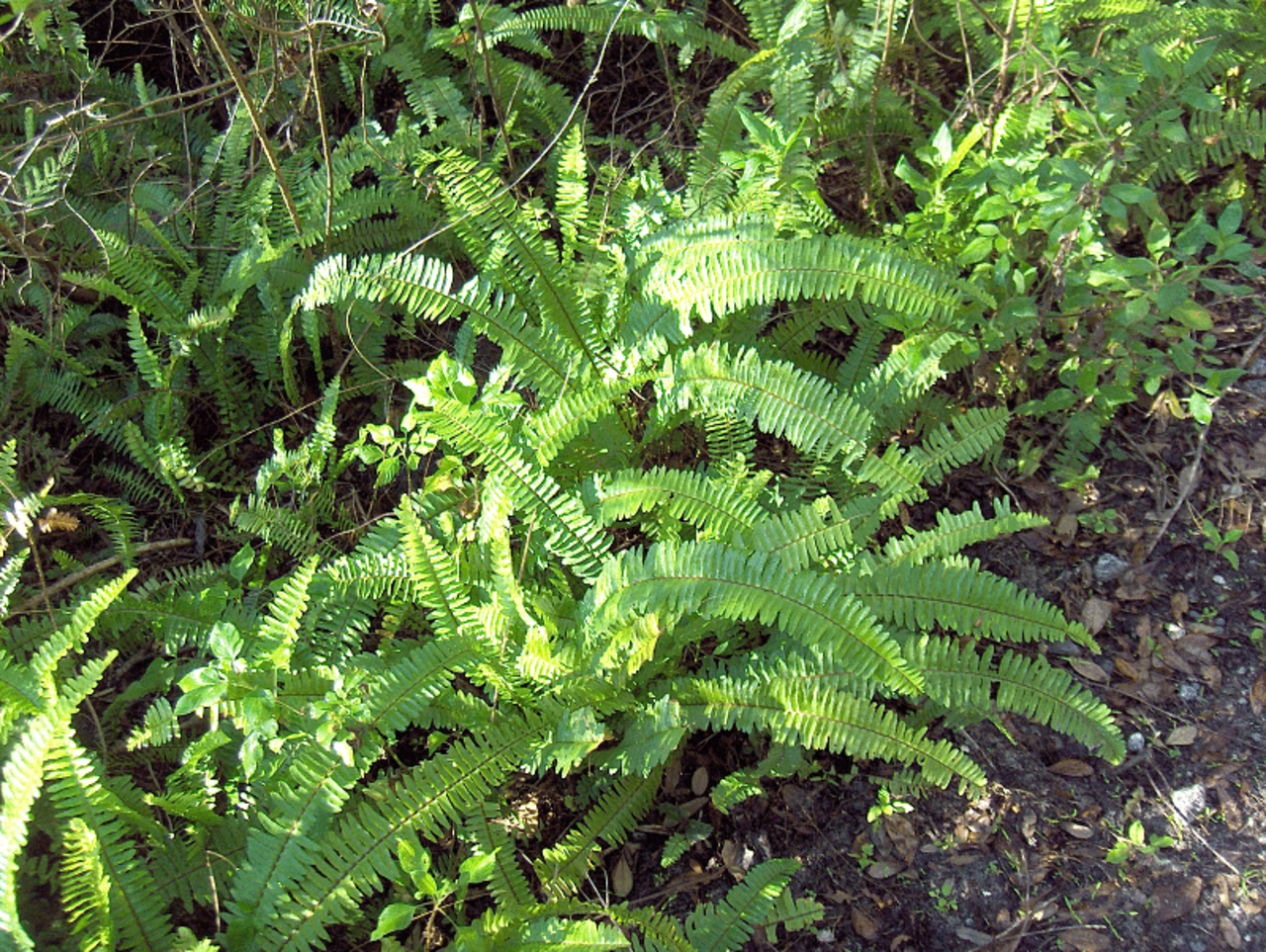 Southern Sword Fern reference