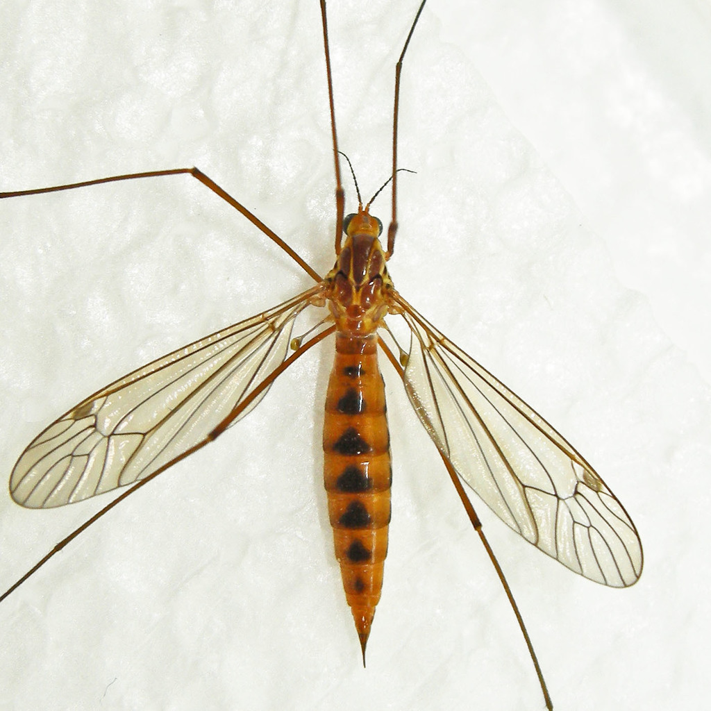 Ferruginous Tiger Crane Fly reference