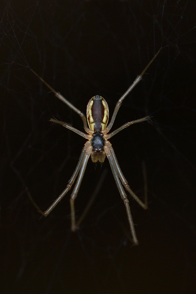 Filmy Dome Spider reference