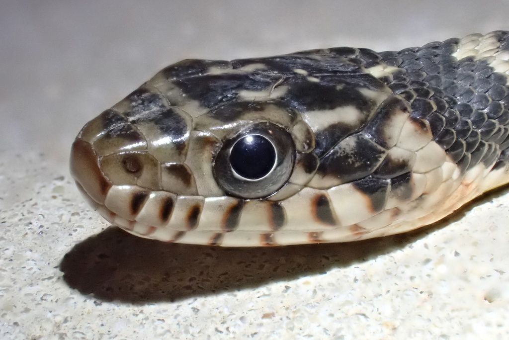 Plain-bellied Watersnake reference