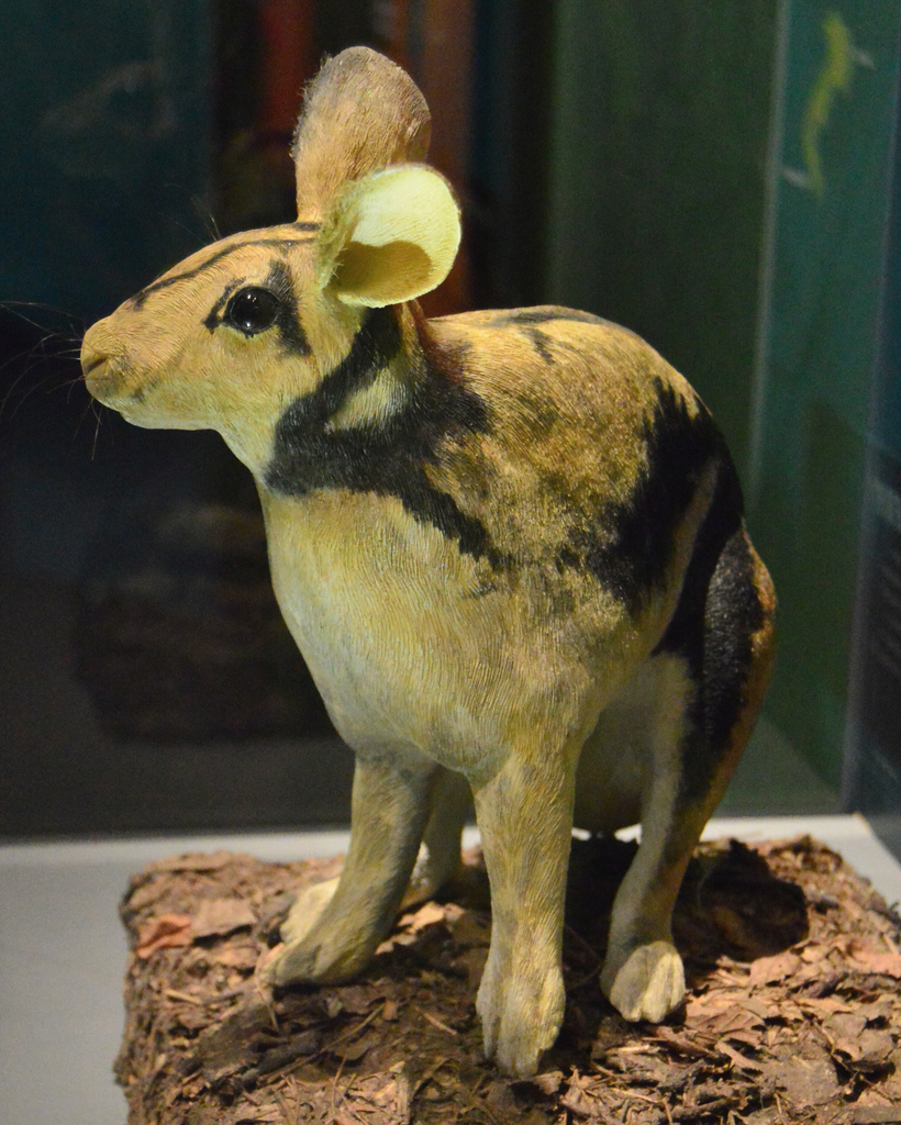 Sumatran Striped Rabbit reference
