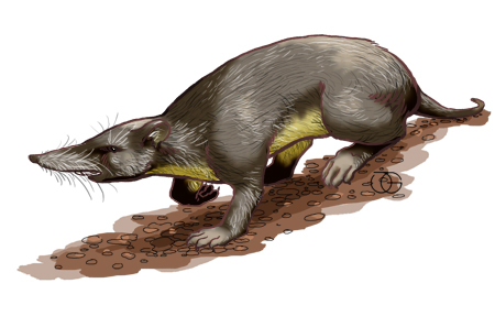 Puerto Rican Nesophontes reference