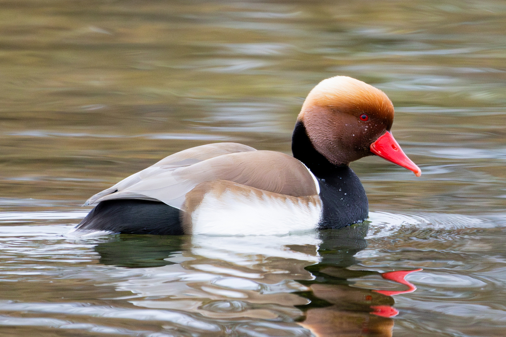 Red-crested Pochard reference