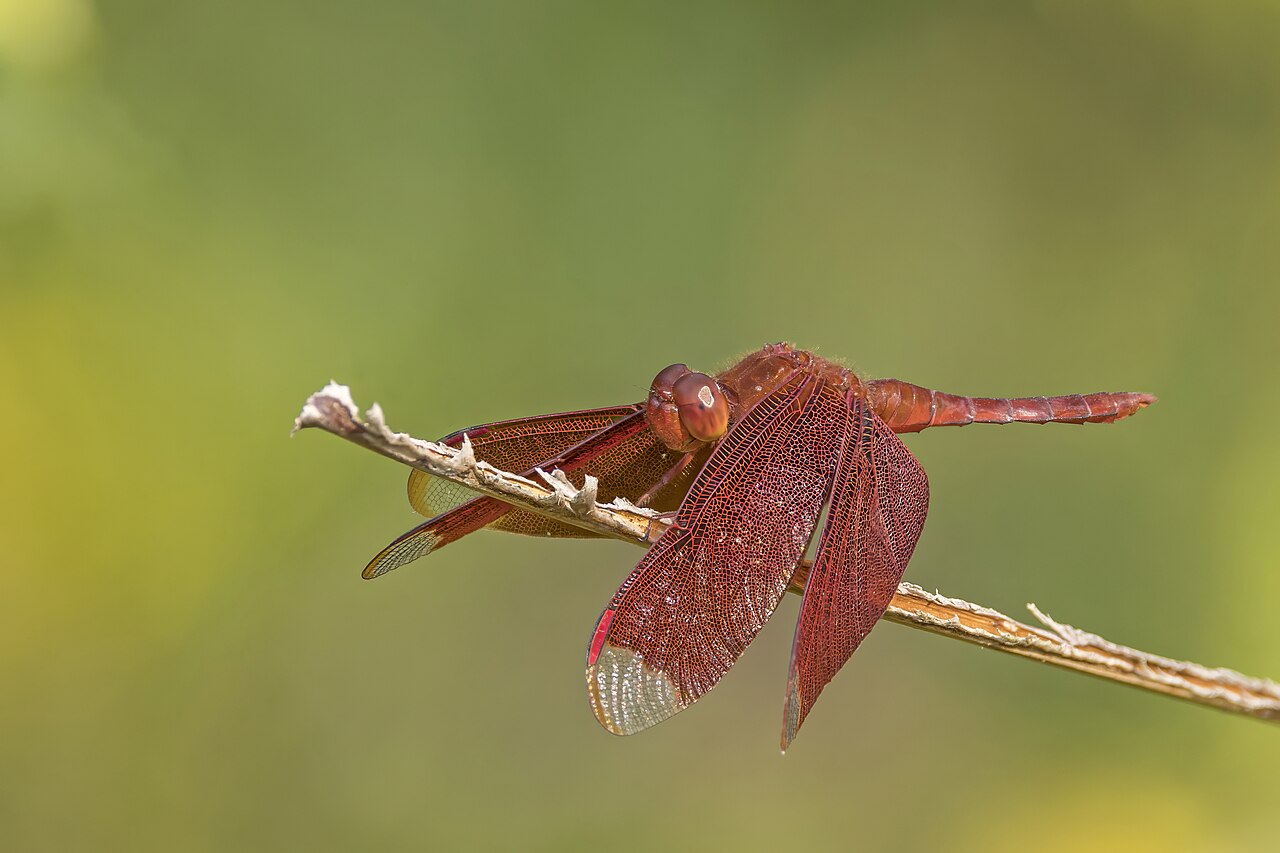 Russet Percher reference