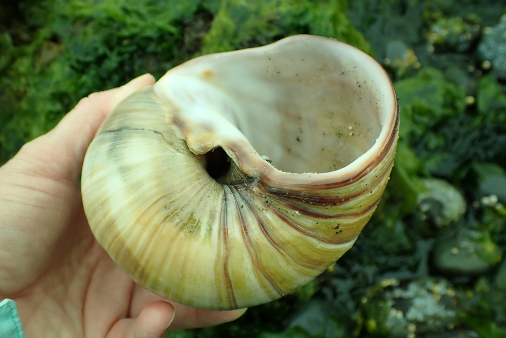 Lewis's Moon Snail reference