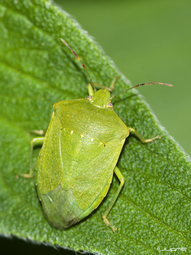 Southern Green Stink Bug reference