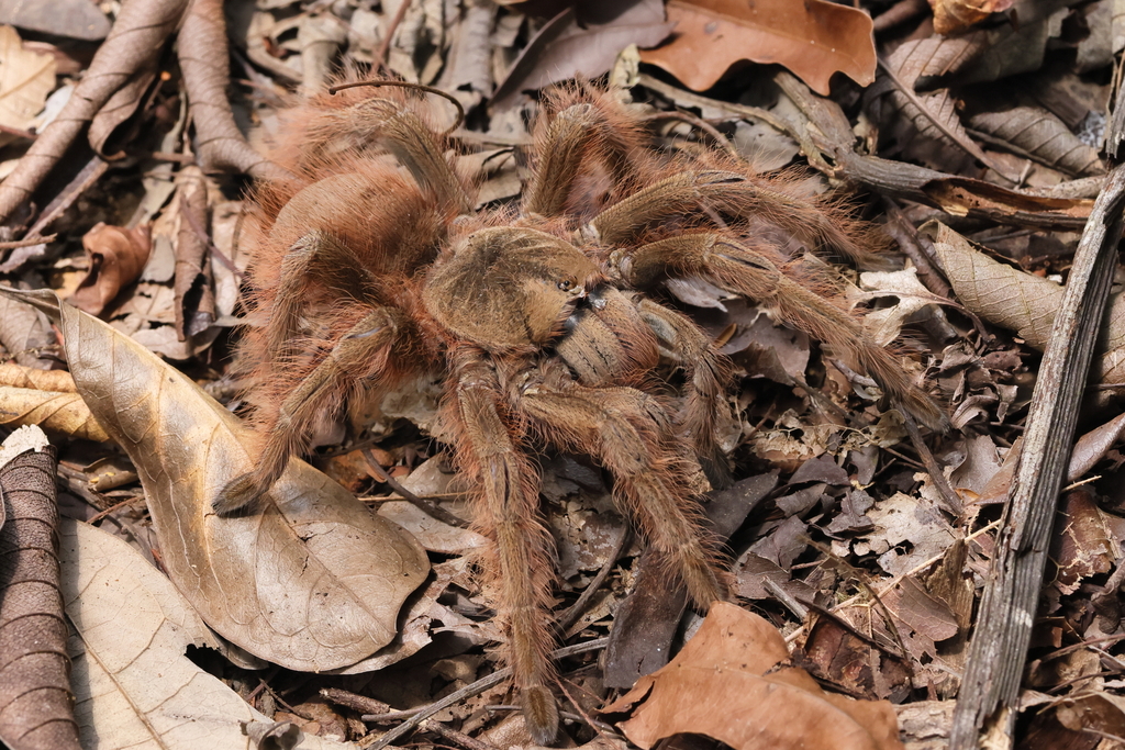 Brazilian Giant Blonde Tarantula reference