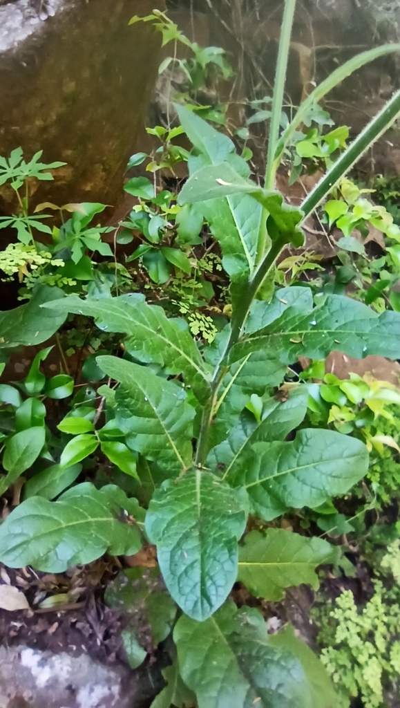 Jasmine Tobacco reference