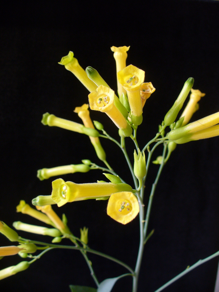 Tree Tobacco reference