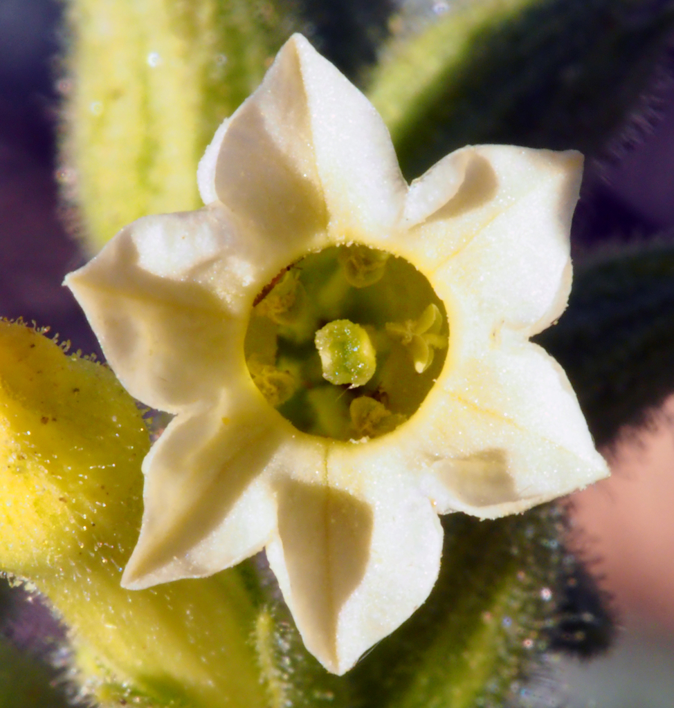 Desert Tobacco reference
