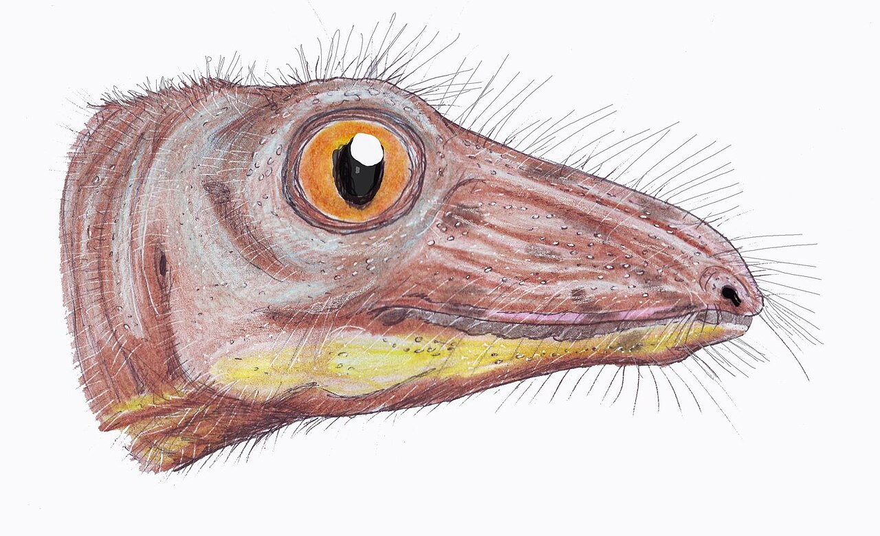 Nikkasaurus tatarinovi reference