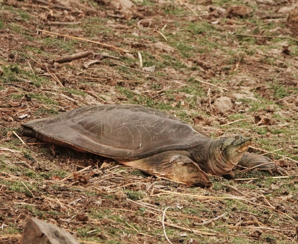 Ganges Softshell Turtle reference
