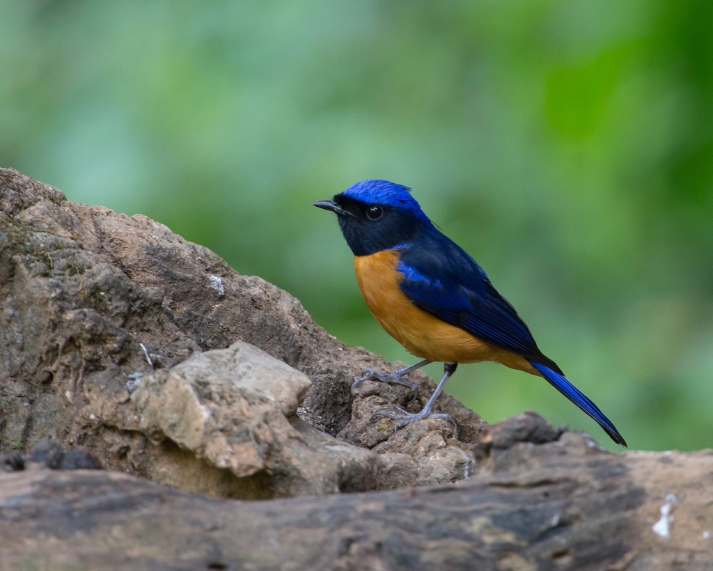 Rufous-bellied Niltava reference