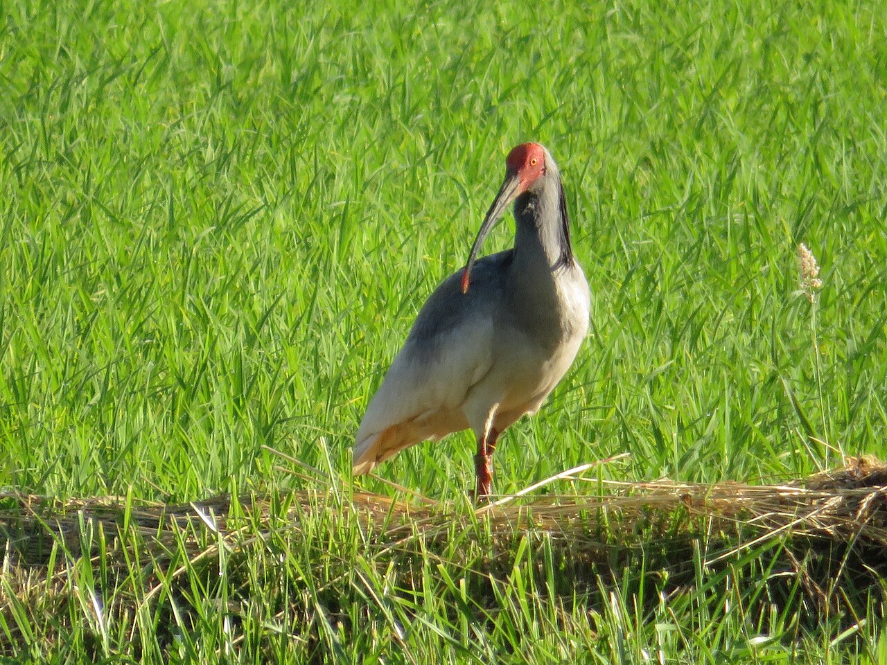 Crested Ibis reference