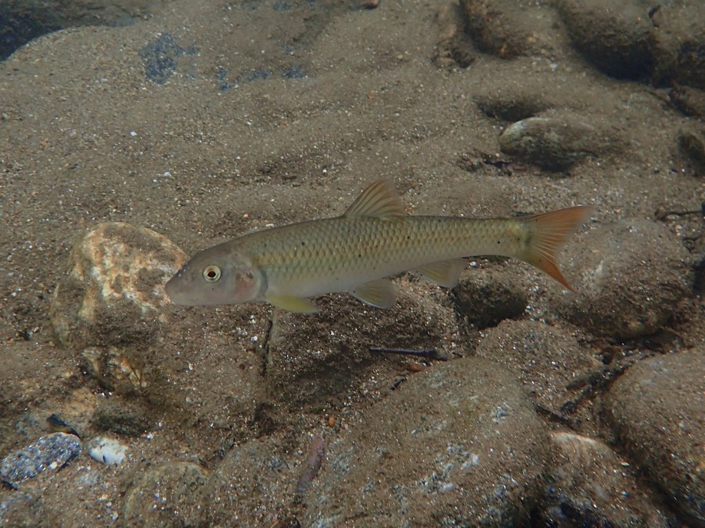 River Chub reference
