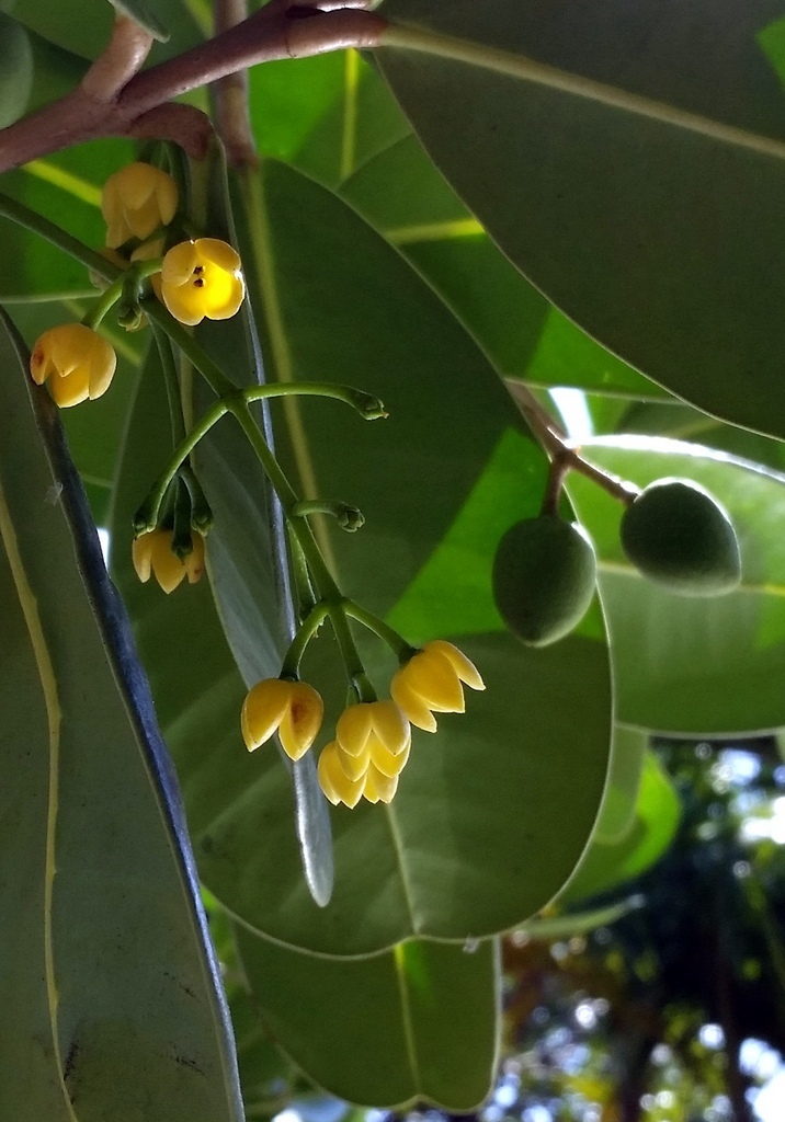 Madagascar Olive reference