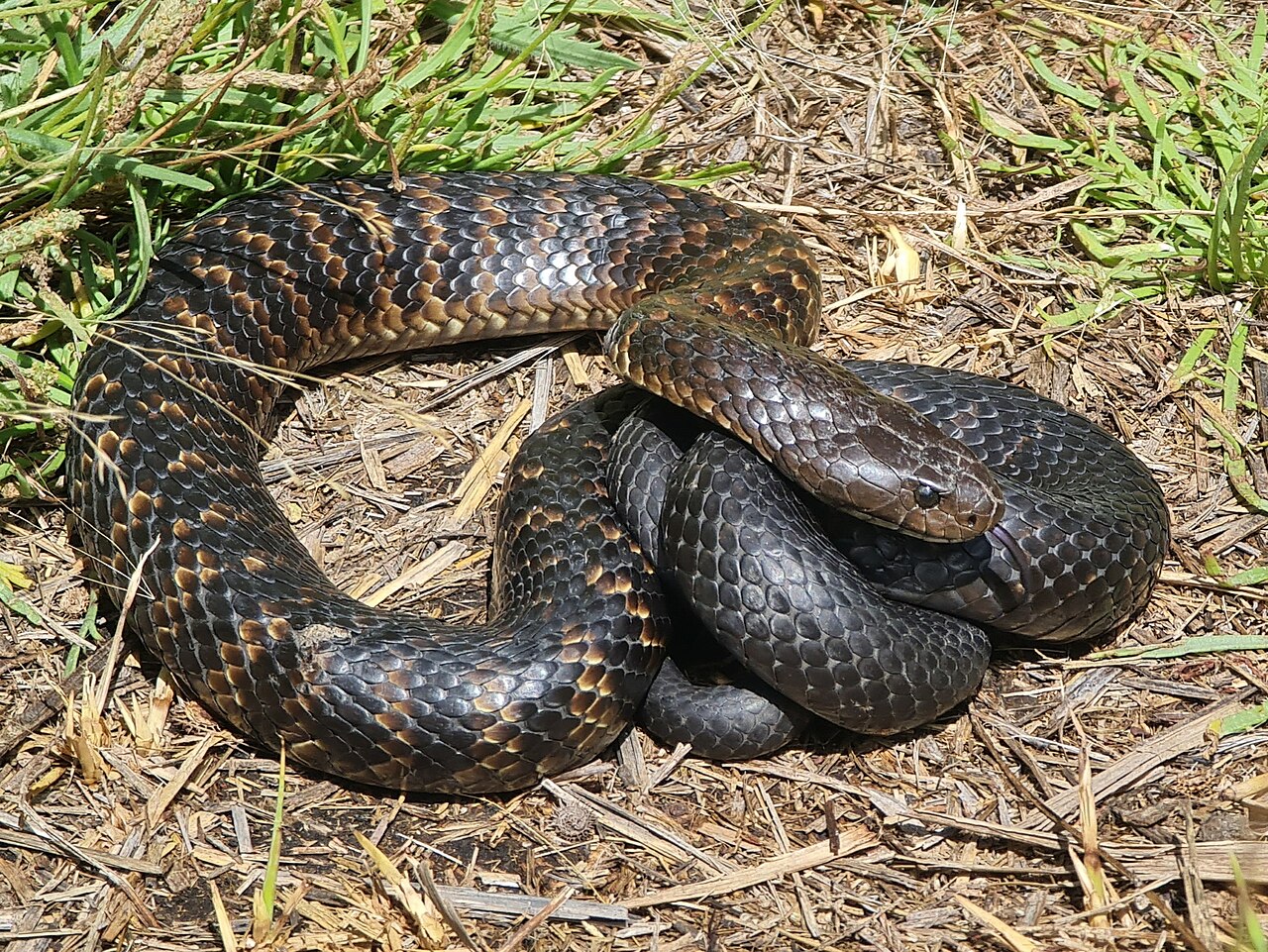 Tiger Snake reference