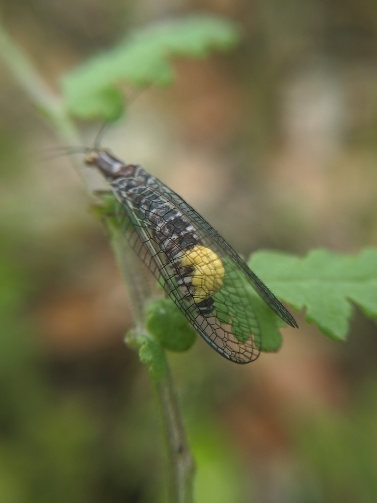 San Francisco Lacewing reference
