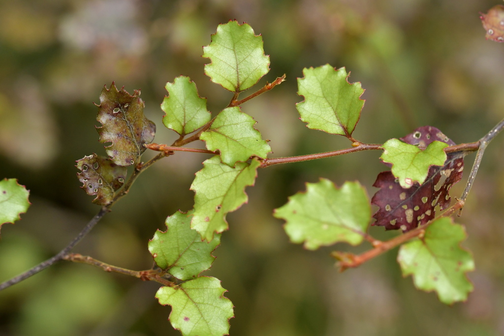 Red Beech reference
