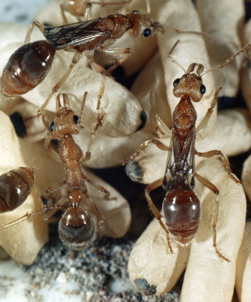 Dinosaur Ant reference