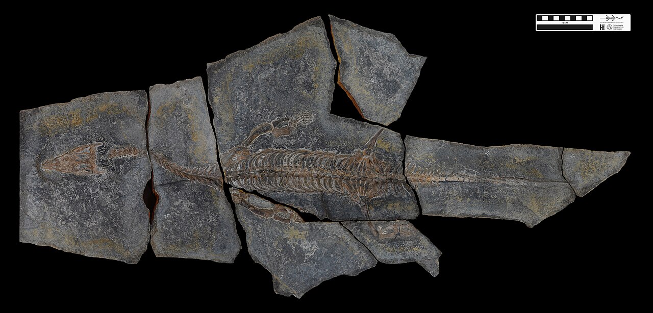 Lariosaurus reference