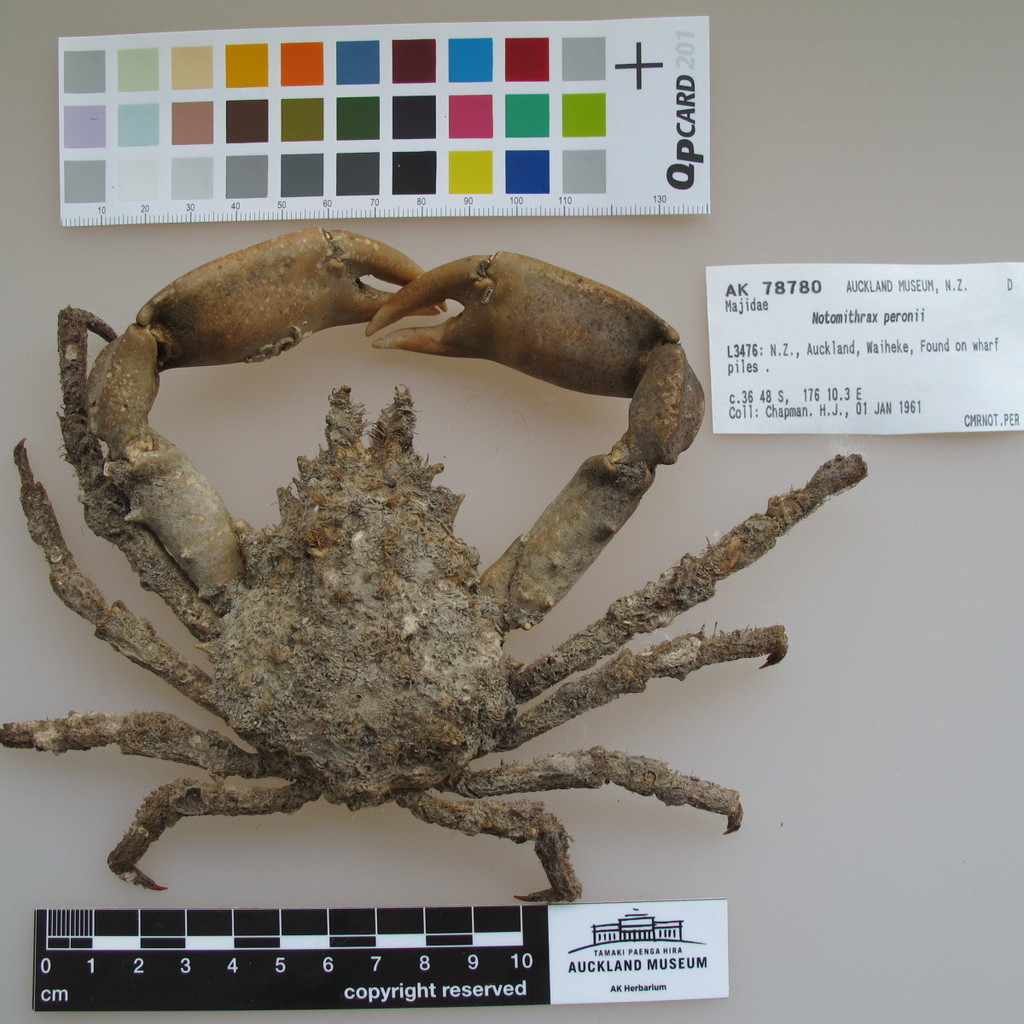 Peron's Camouflage Crab reference