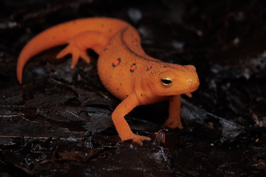 Eastern Newt reference