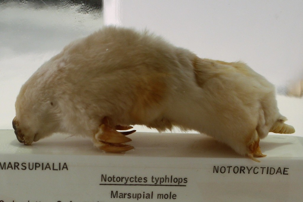 Central Desert Marsupial Mole reference