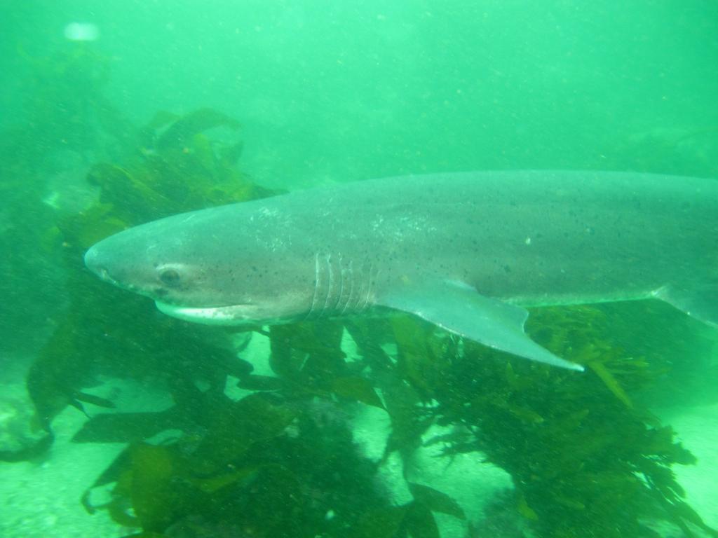 Broadnose Sevengill Shark reference