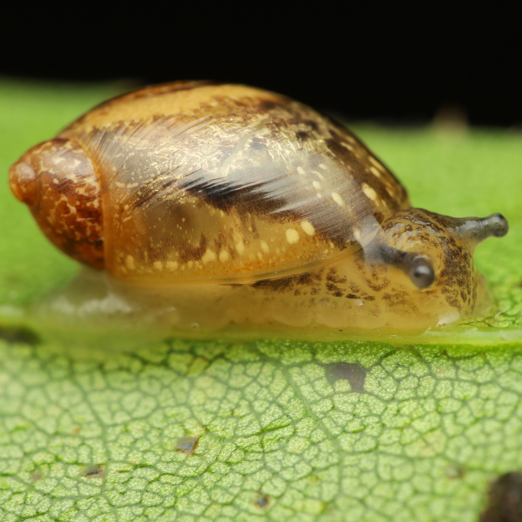 Oval Ambersnail reference