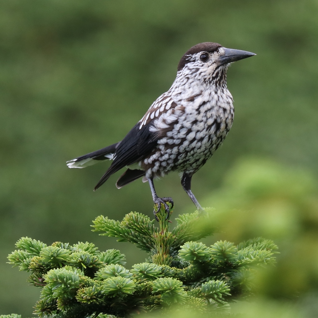 Spotted Nutcracker reference