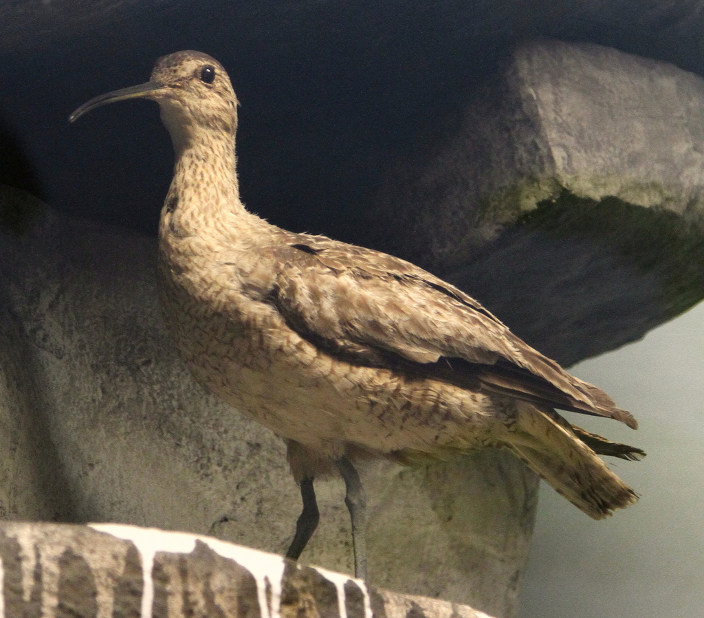 Eskimo Curlew reference
