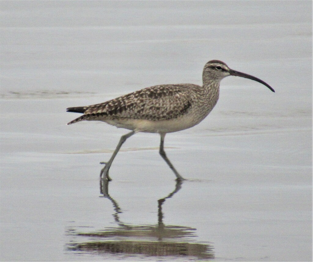 Hudsonian Whimbrel reference