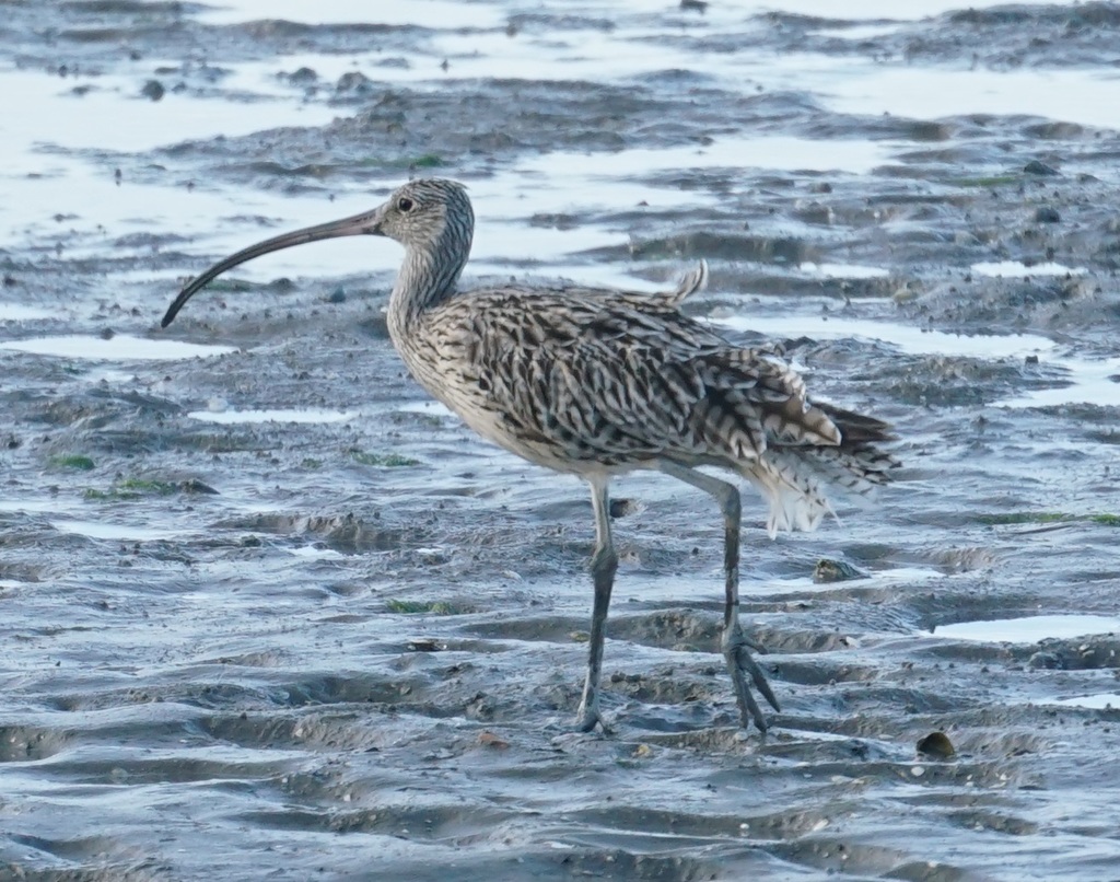 Far Eastern Curlew reference