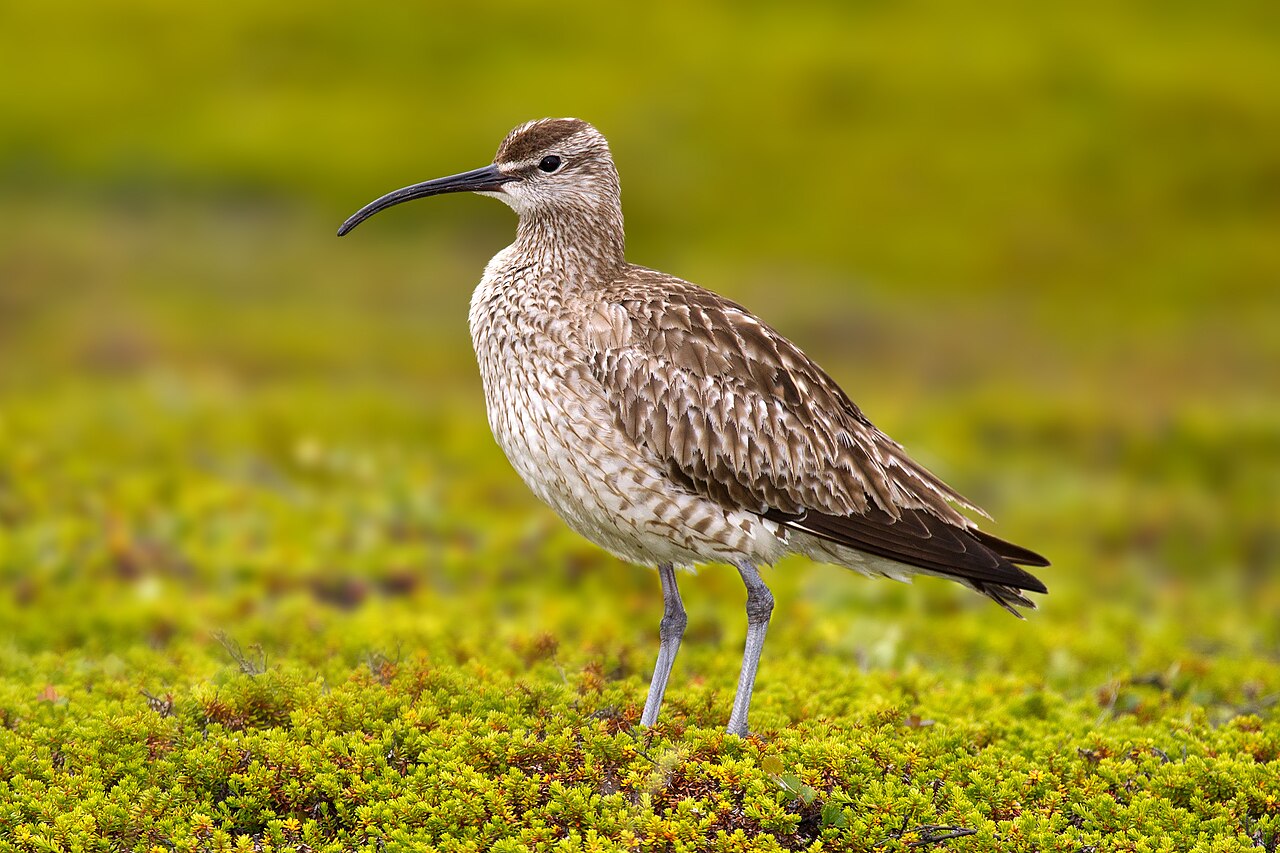 Eurasian Whimbrel reference