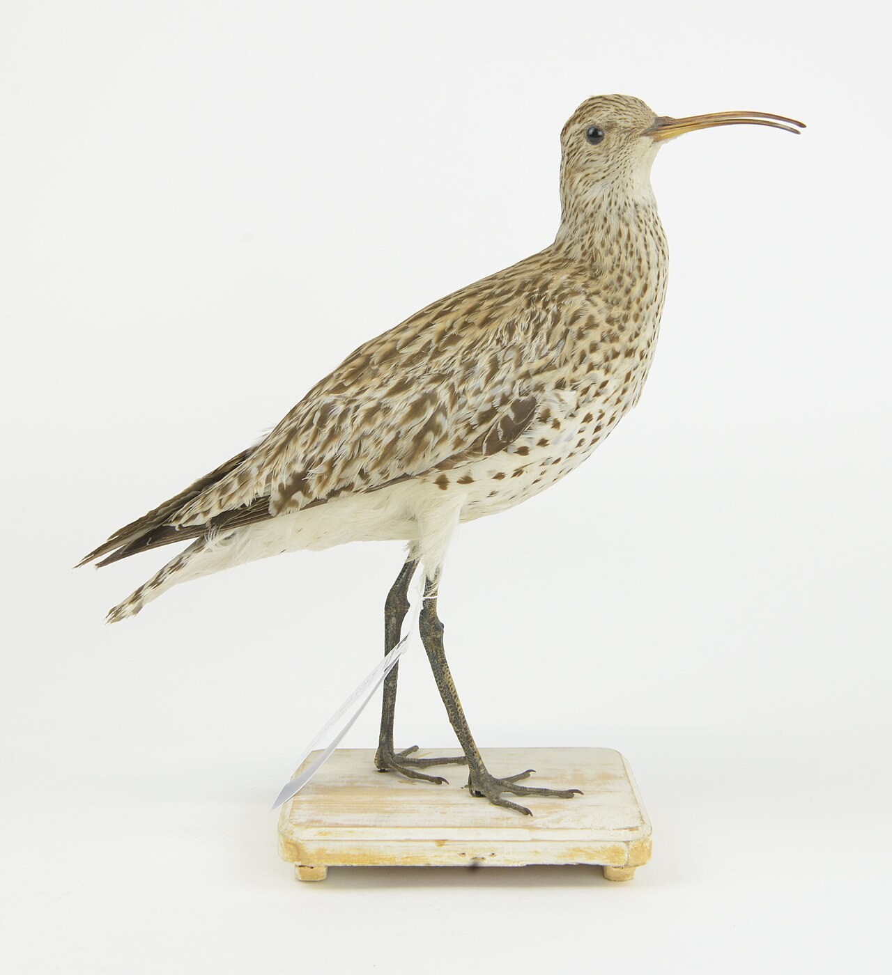Slender-billed Curlew reference