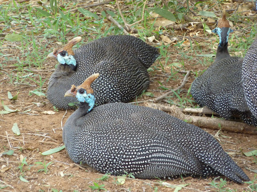 Helmeted Guineafowl reference