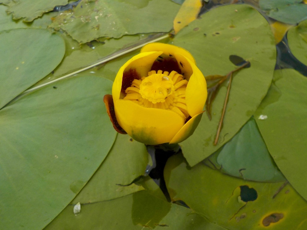 Variegated Yellow Pond-Lily reference