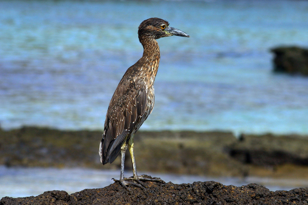 Yellow-crowned Night-Heron reference