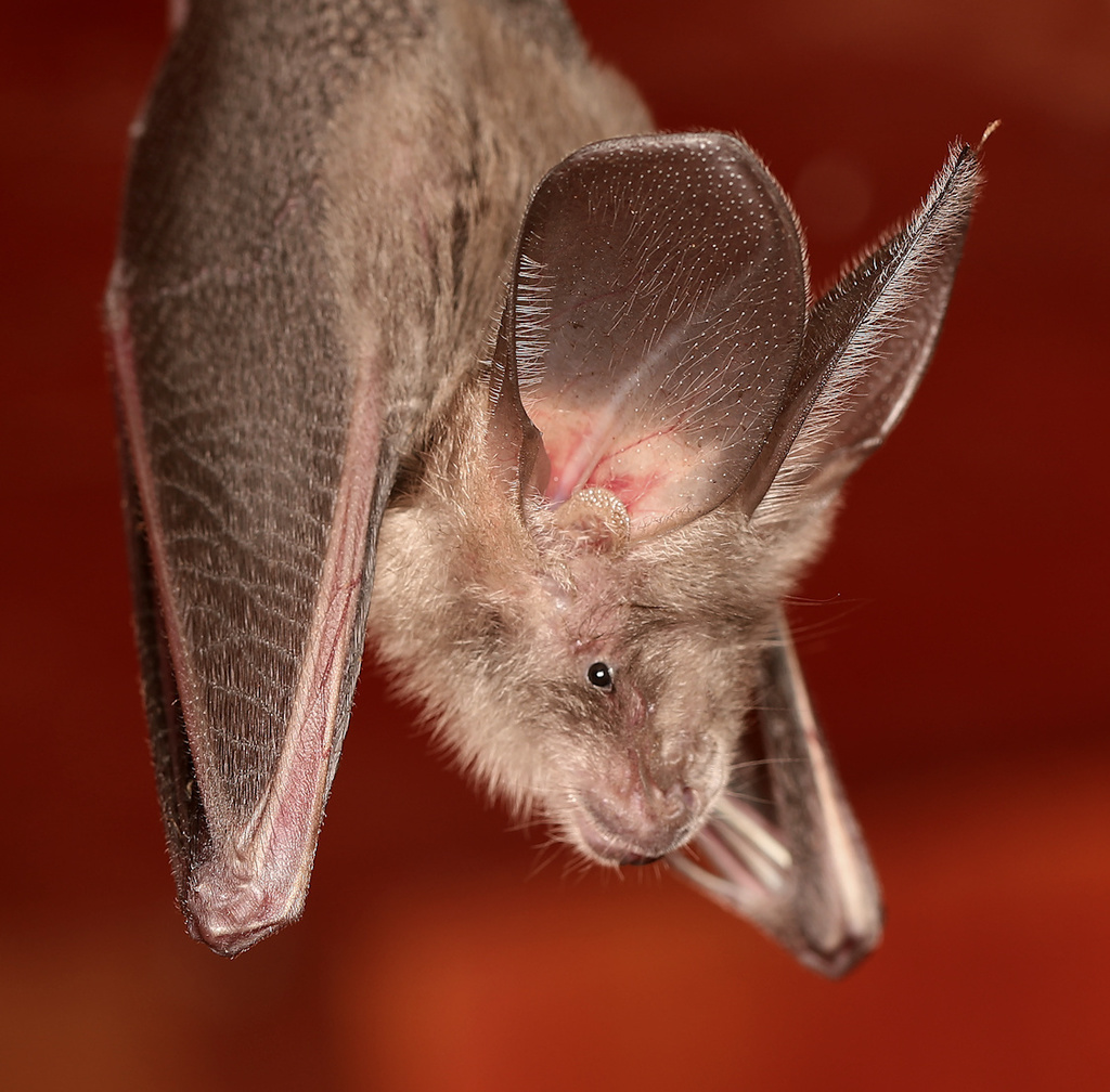 Egyptian Slit-faced Bat reference