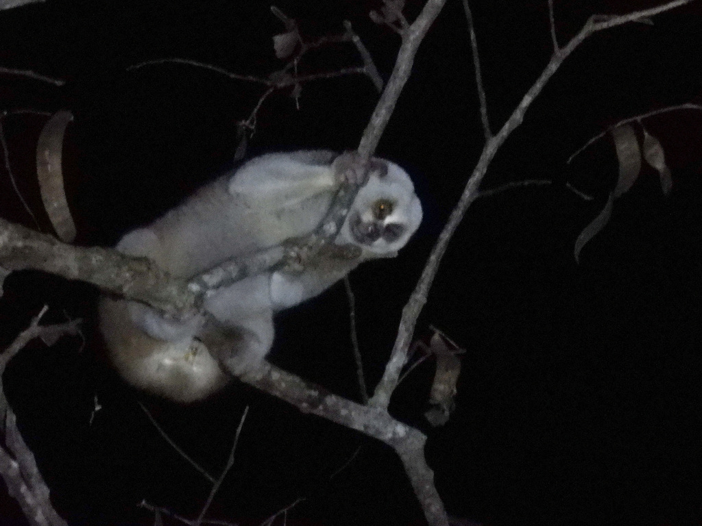 Bengal Slow Loris reference