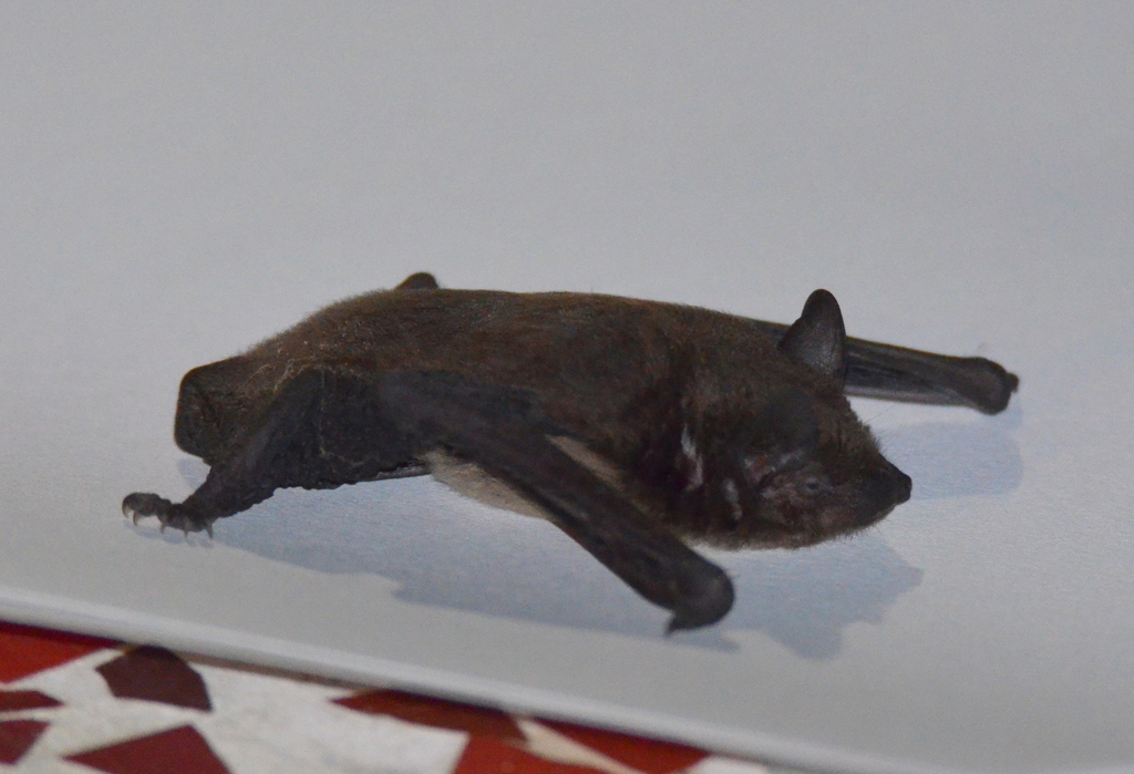Evening Bat reference