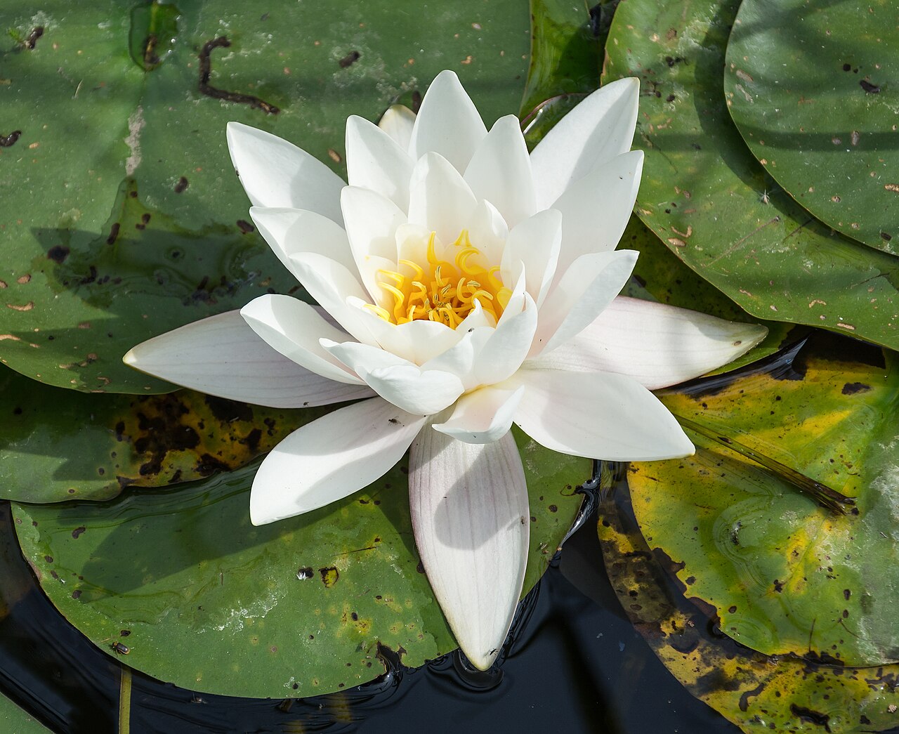 European White Waterlily reference